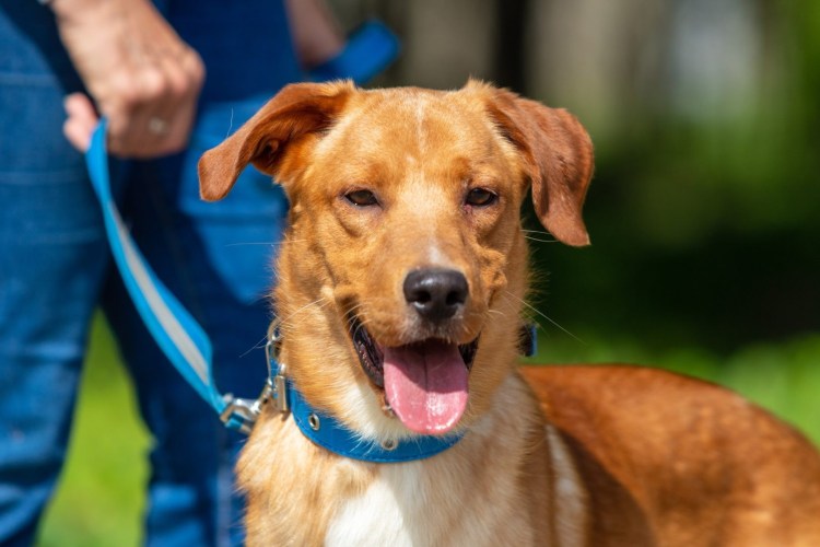 Чаки собака