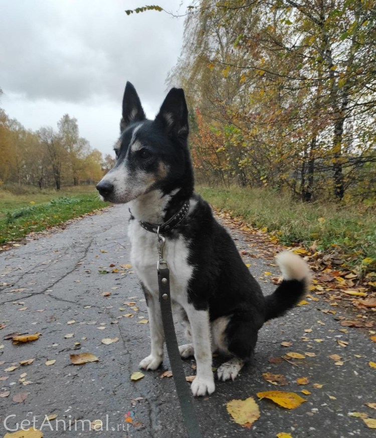 Королевский Чак собака