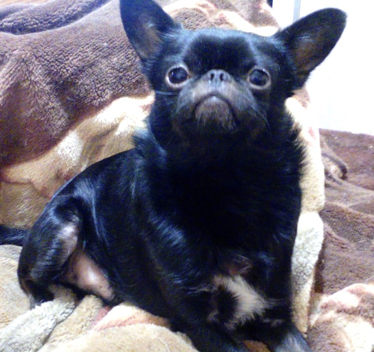 Костюм Чакки для собаки