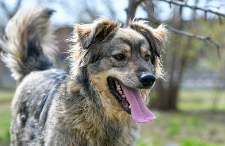 Булли Чак чемпион России