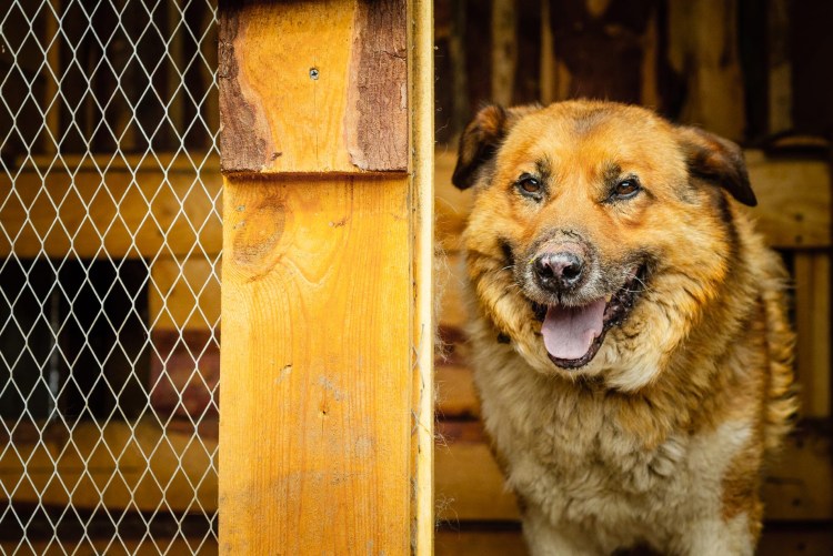 Собака Симоны Чак