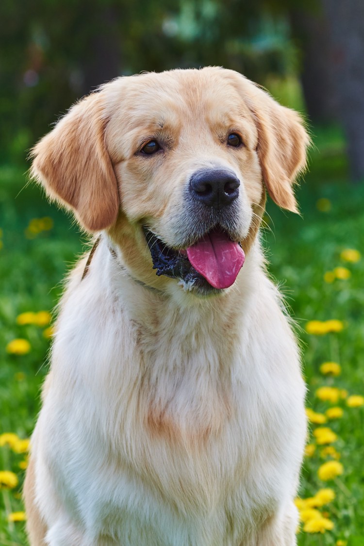 Породу собак Чак б