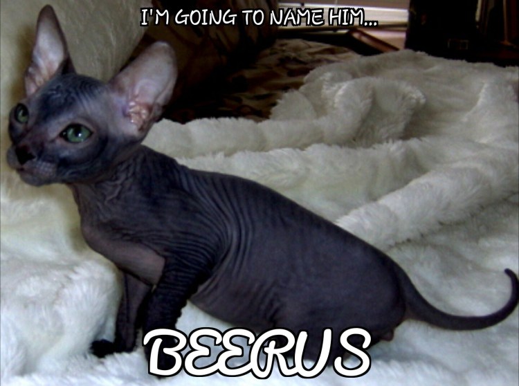 Канадский сфинкс Эльф черный