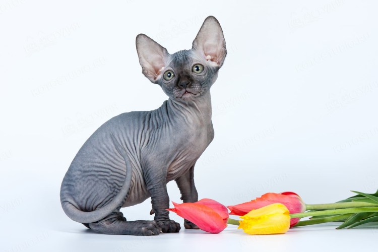 Канадский сфинкс