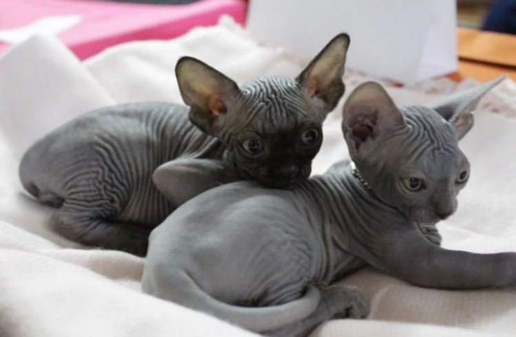 Канадский сфинкс серый с голубыми глазами