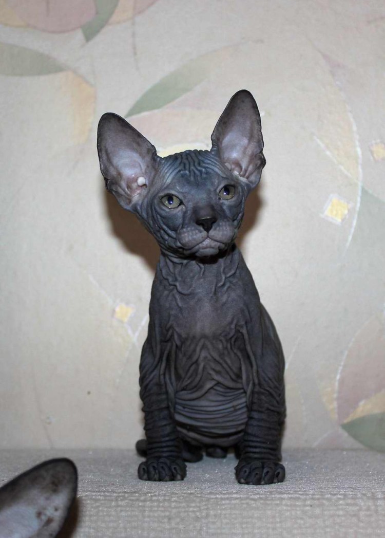 Канадский сфинкс фото котят