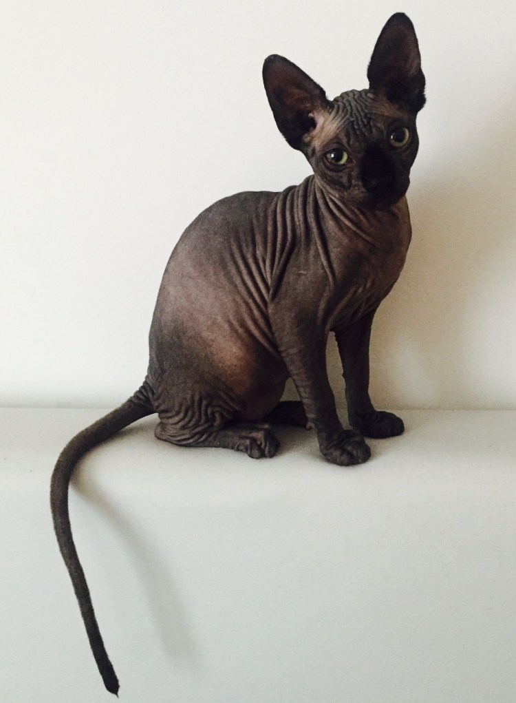 Канадский сфинкс черный