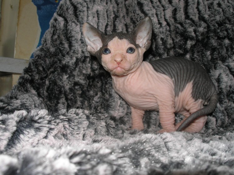 Донской сфинкс голубой биколор