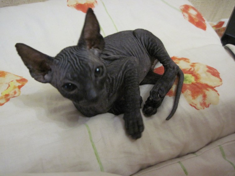 Донской сфинкс черный котенок