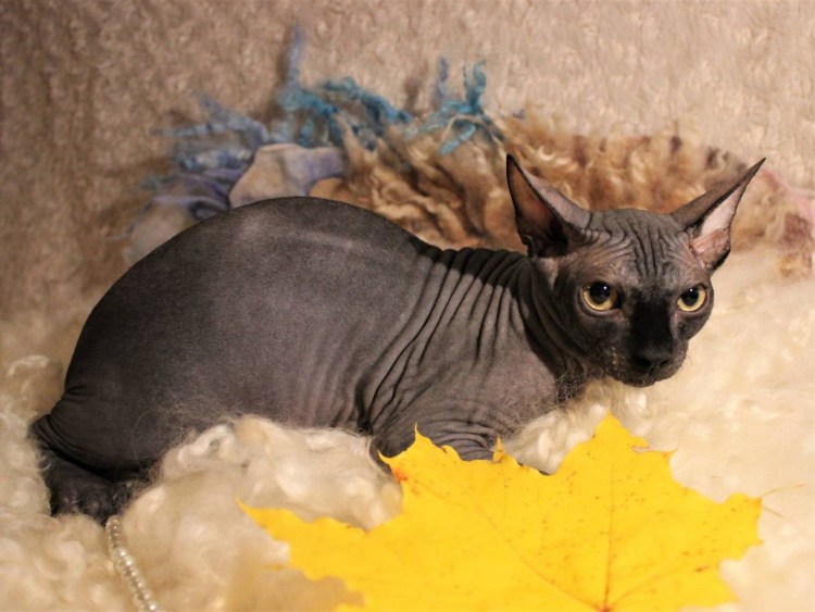 Египетская кошка сфинкс канадский