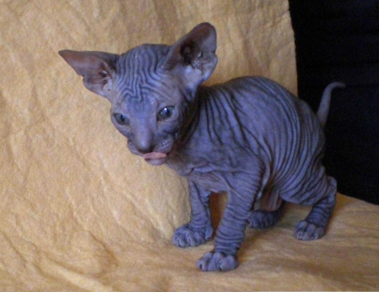 Канадский сфинкс биколор