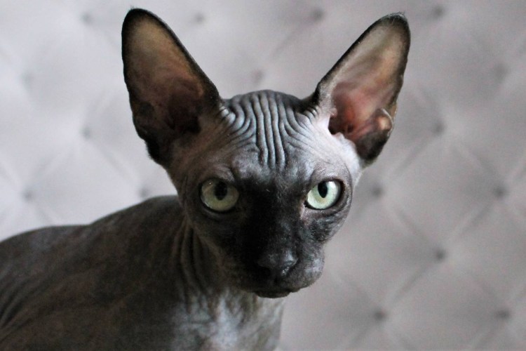 Канадский сфинкс темный