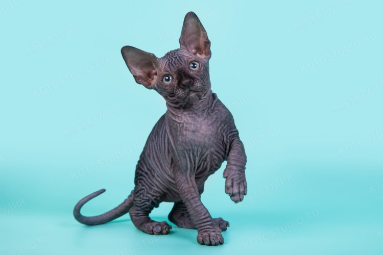 Чёрный сфинкс кошка