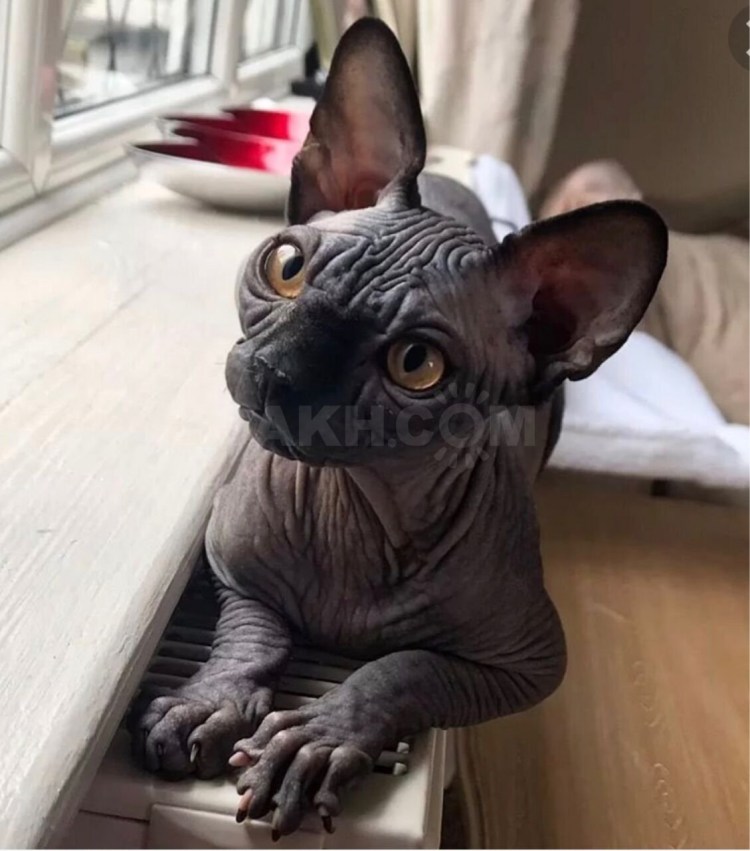 Канадский сфинкс черный разноглазый