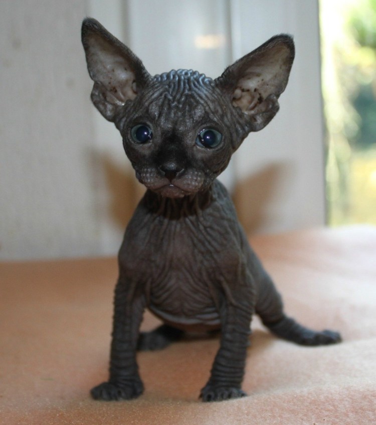 Канадский сфинкс черный