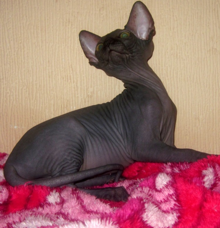 Донской сфинкс графитовый