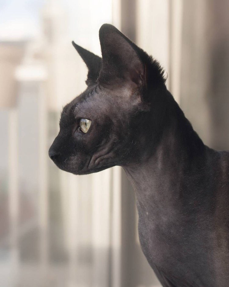 Голубой канадский сфинкс