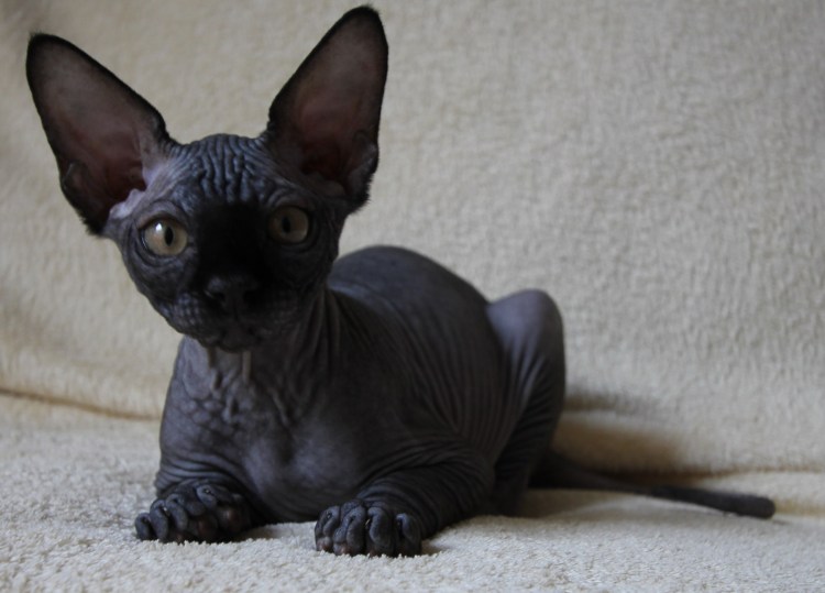 Канадский сфинкс черный кот