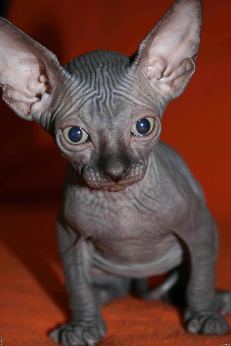 Канадский сфинкс коты чёрный