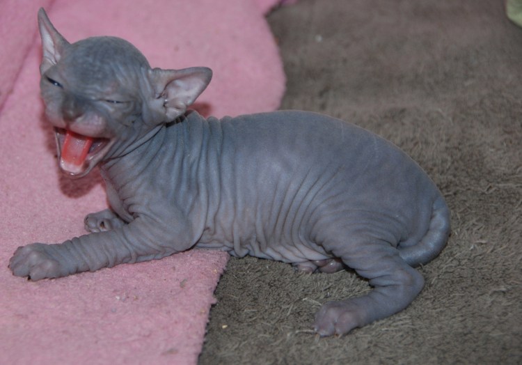 Канадский сфинкс черепаховый окрас