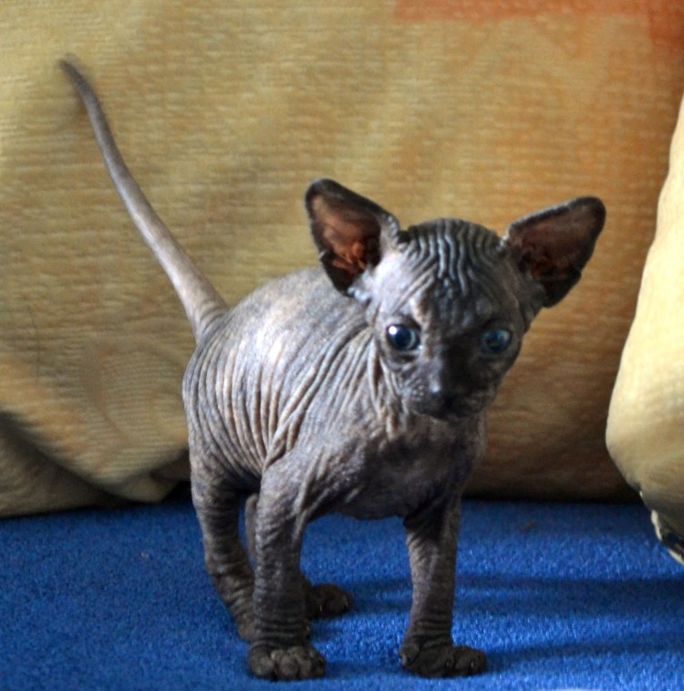 Кот канадский сфинкс на белом фоне