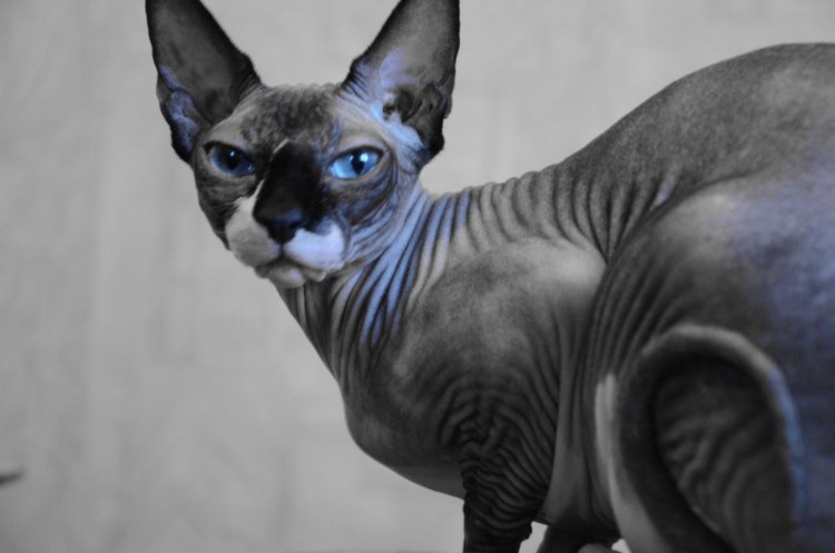 Египетская кошка сфинкс