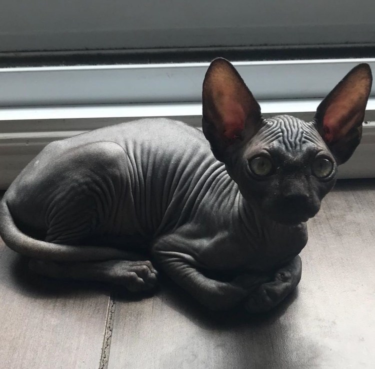 Донской сфинкс