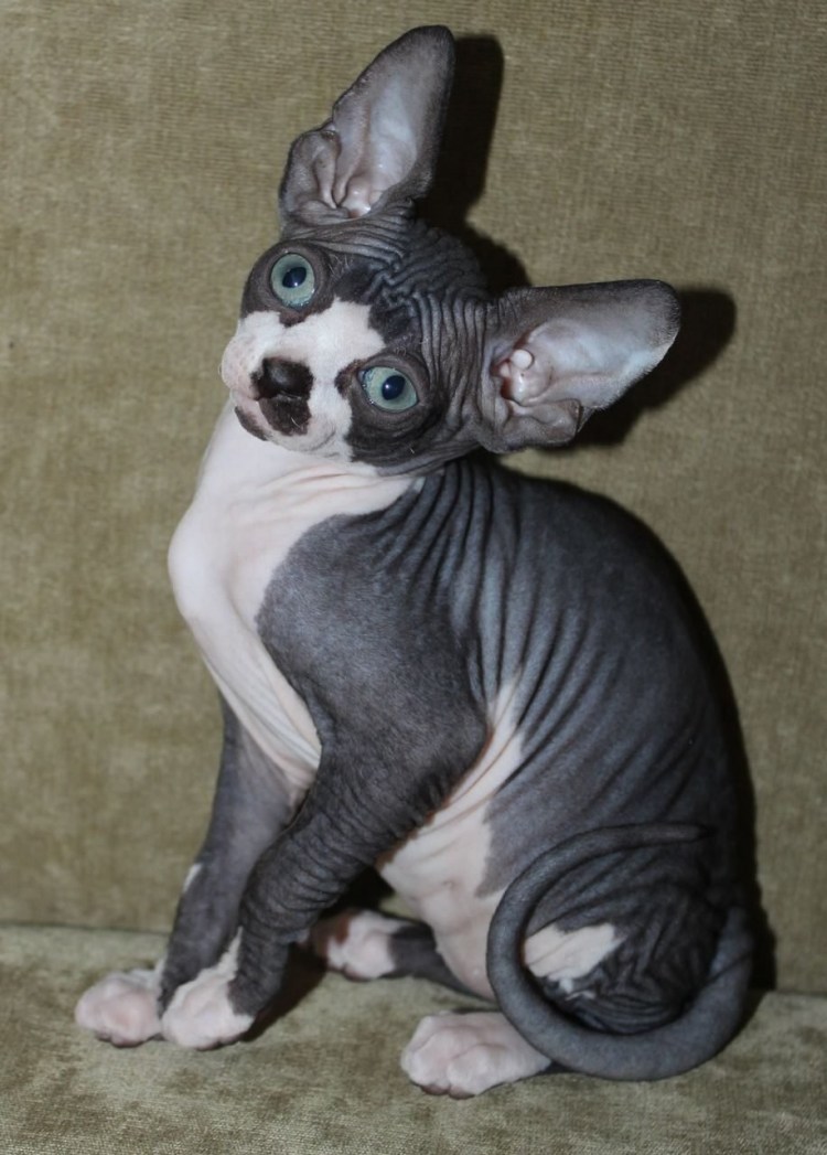 Канадский сфинкс биколор