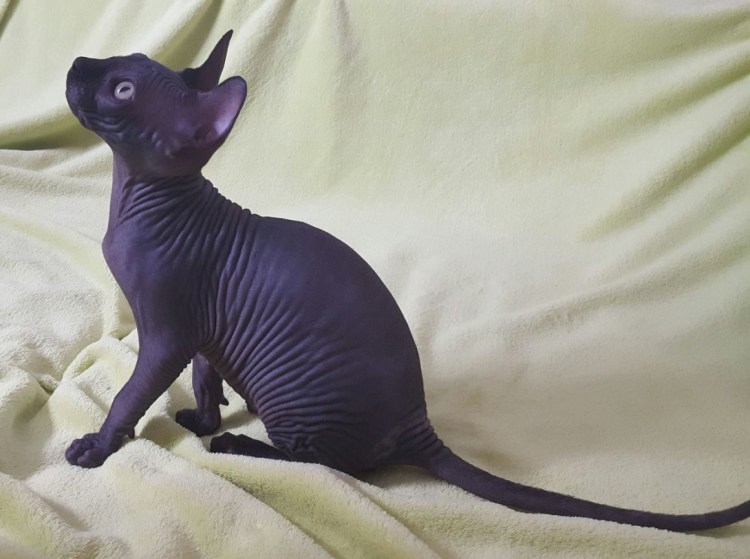 Канадский сфинкс черный котенок