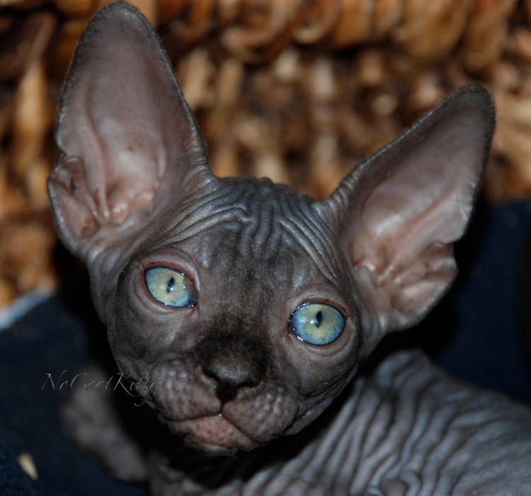 Чёрный сфинкс кошка