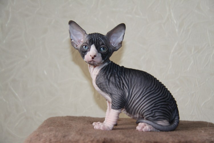 Канадский сфинкс табби