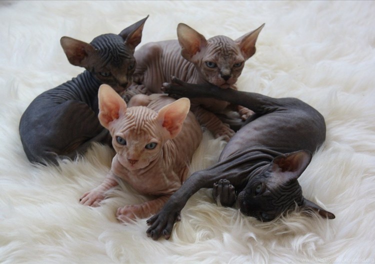 Донской сфинкс черный