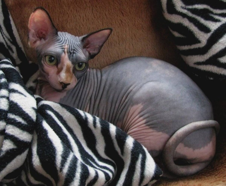 Канадский сфинкс котята