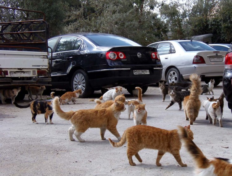 Сирийская кошка