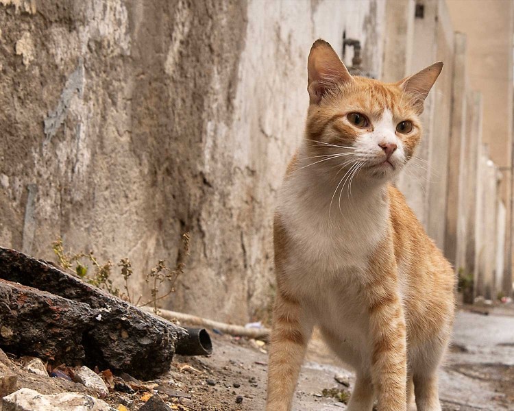 Сиамская и Абиссинская кошка