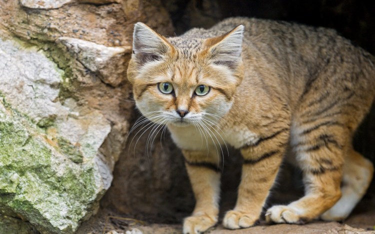 Сирийская кошка