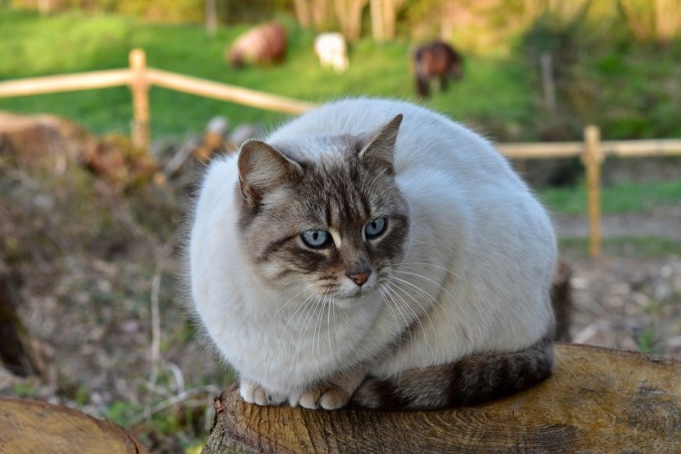 Порода Египетская МАУ