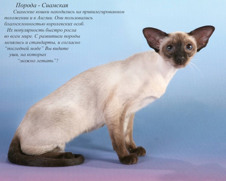 Абиссинская Саванна кошка