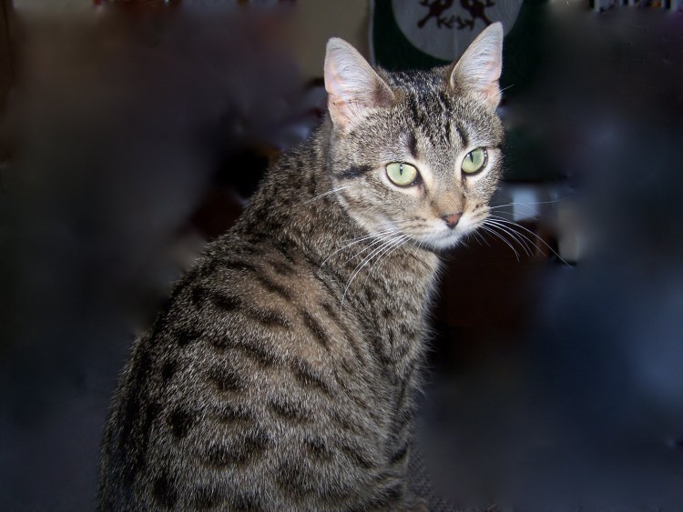 Американская Шотландская