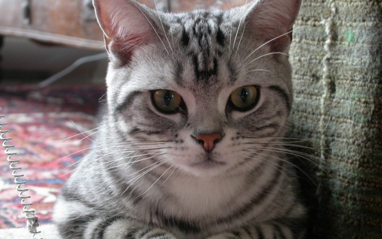 Степная кошка в пустыне