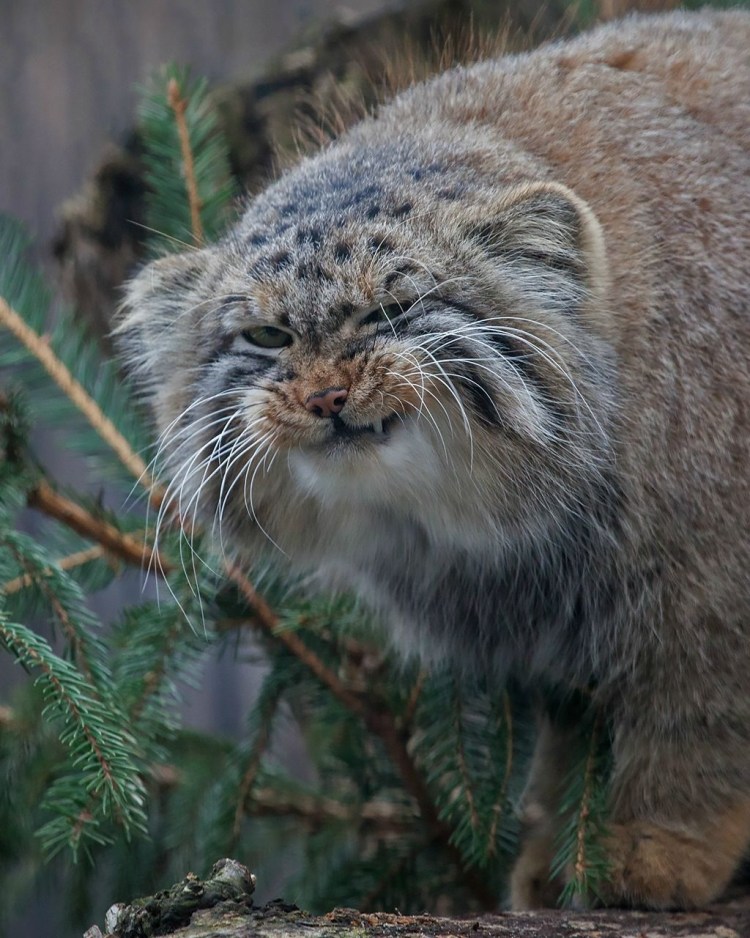 Сибирский дикий кот Манул