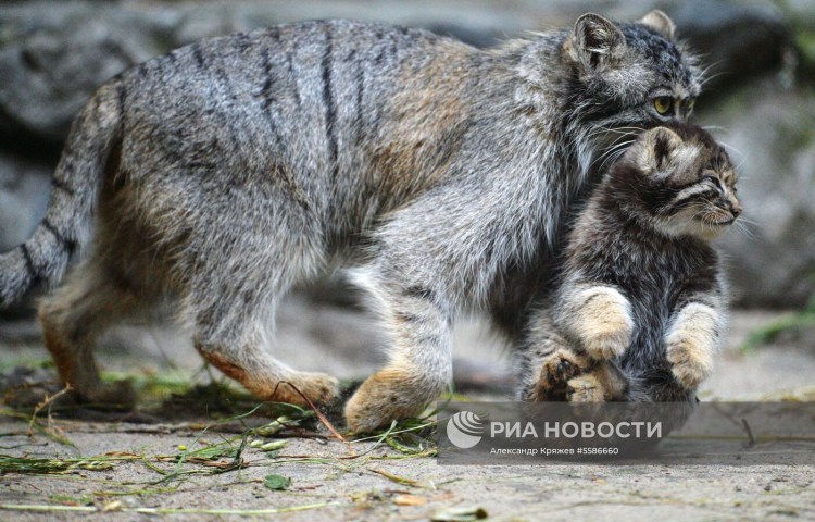 Дикий кот Манул котята