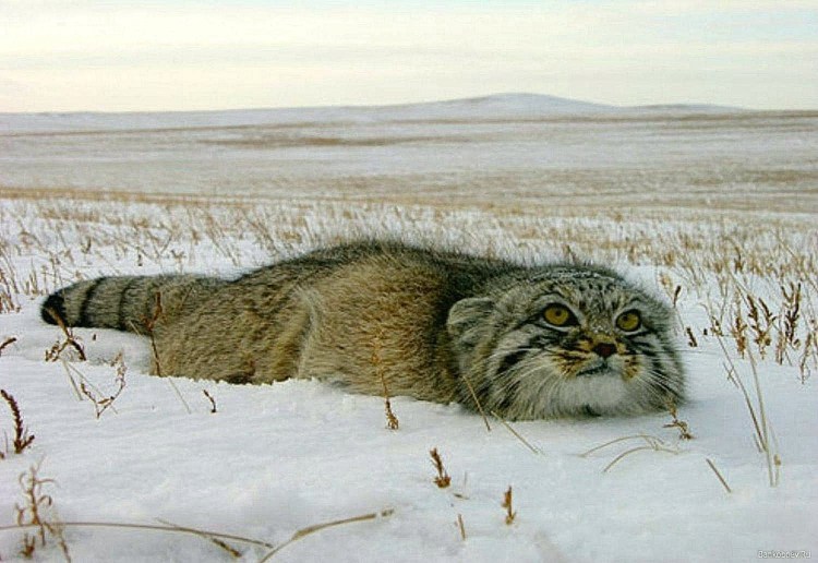 Манул Забайкальский дикий кот