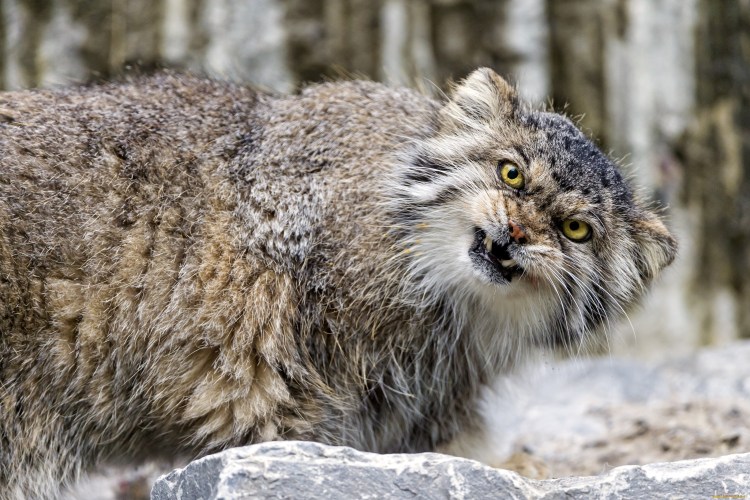 Манул Felis manul