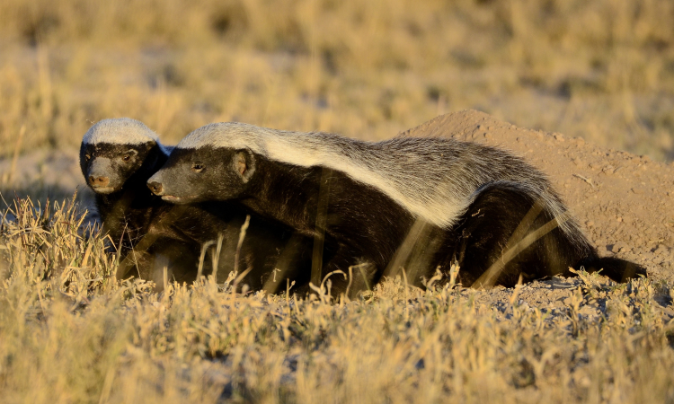 Медоед ареал