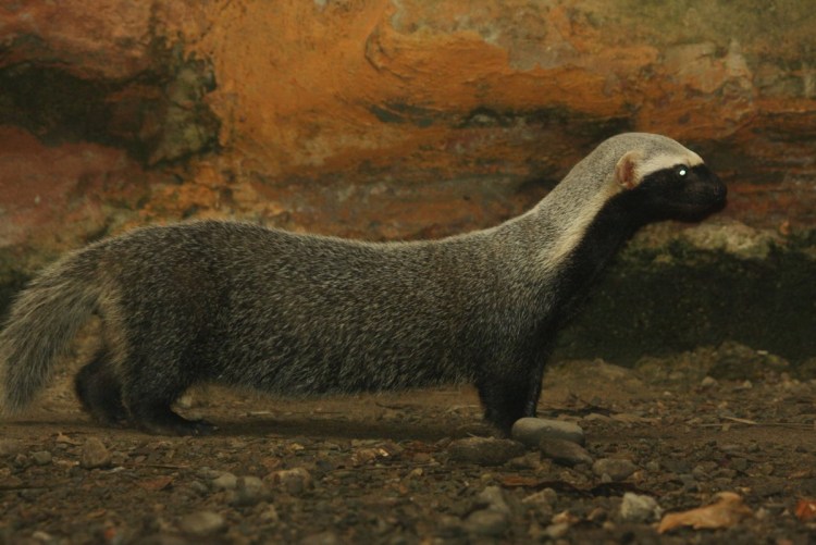 Малый Гризон