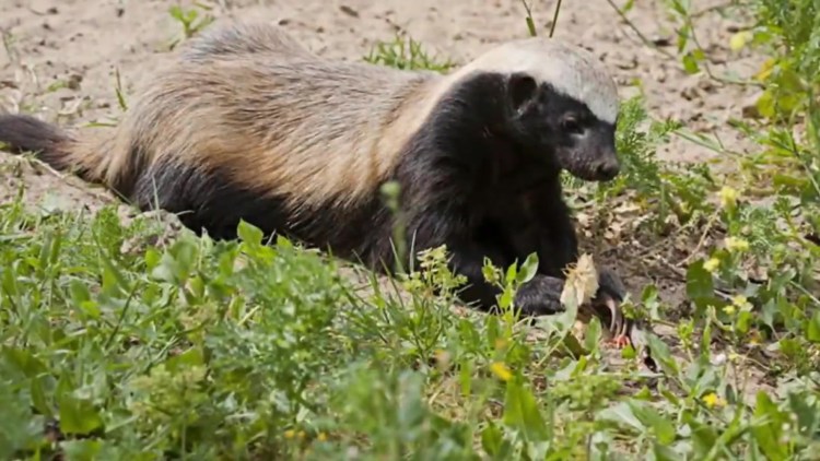 Барсук медоед