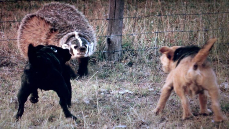 Ахота на барсука с яктерьером