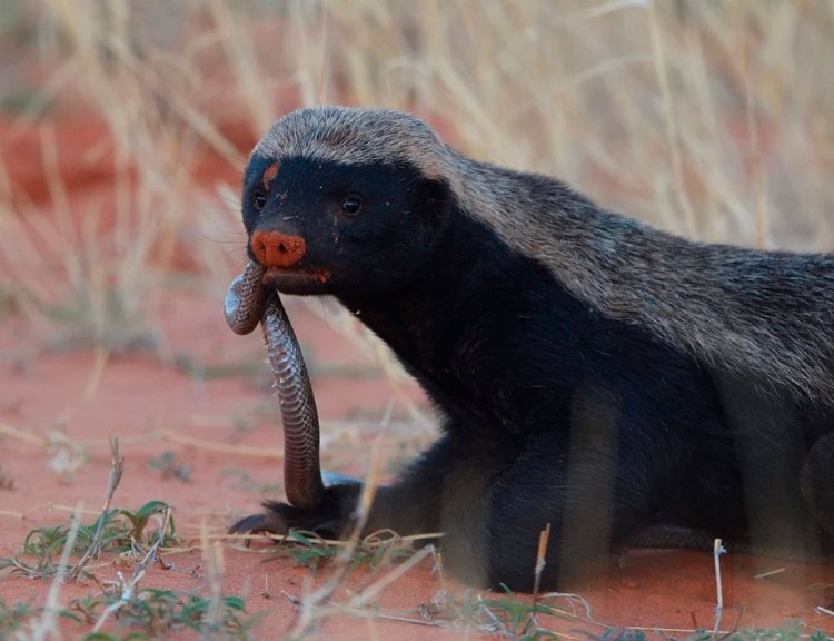 Медоед ареал