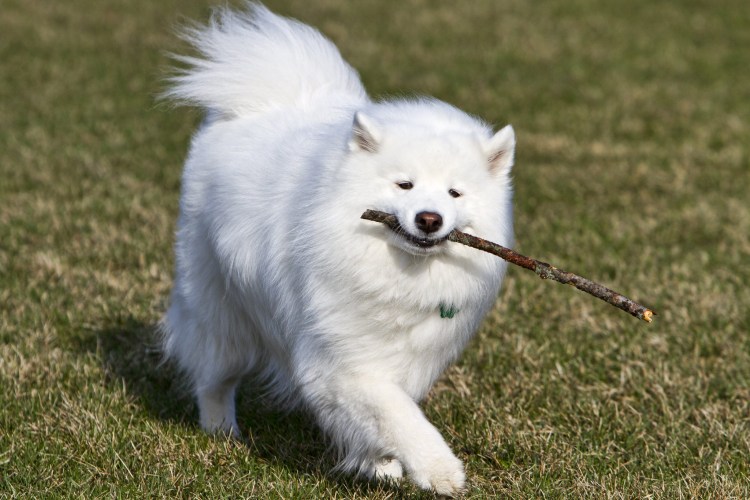 Самоедская лайка и шпиц